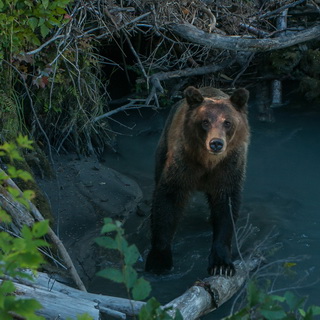 Bute Inlet - Brown bear